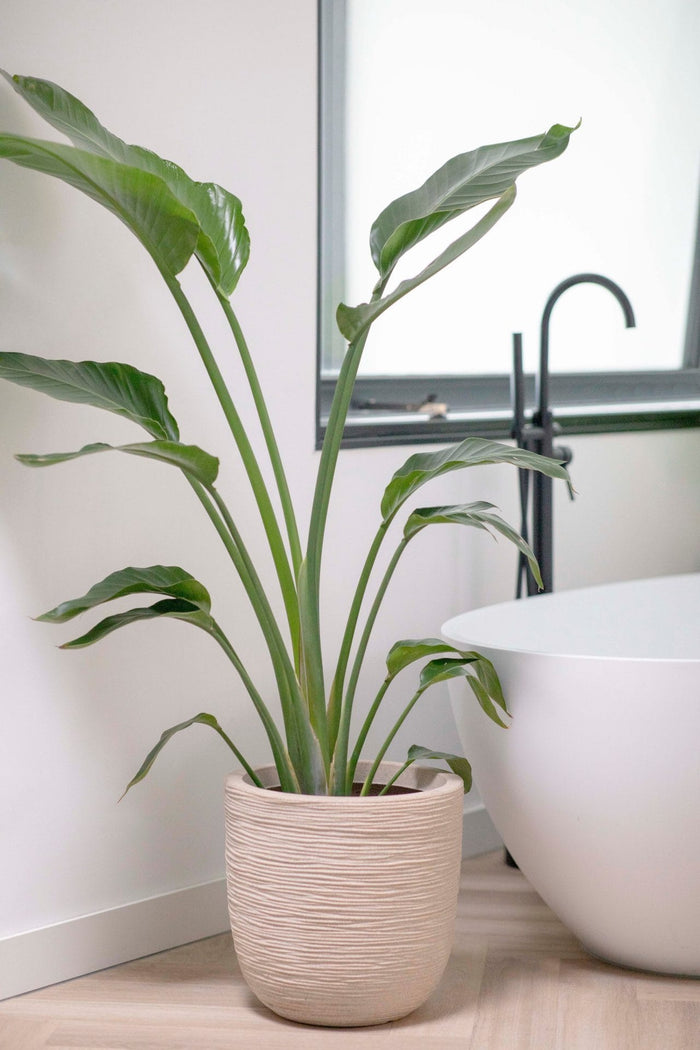 Capi Europe - Pot bol Waste Rib NL - 35x34 - Terrazzo beige