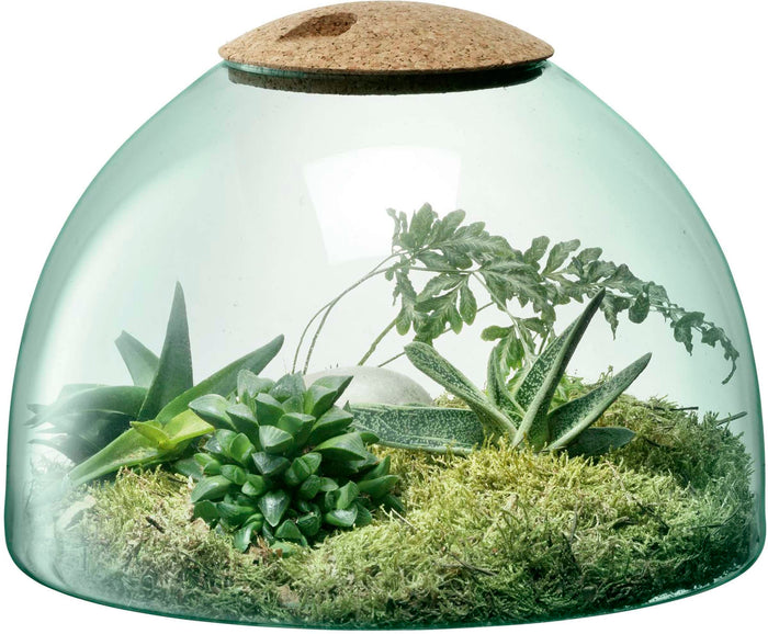 L.S.A. - Canopy Planten Terrarium 22cm