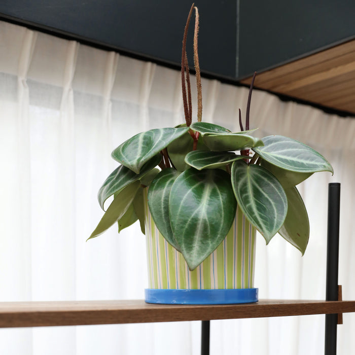 329831-x02-202504232226-A.jpg (10257279) 