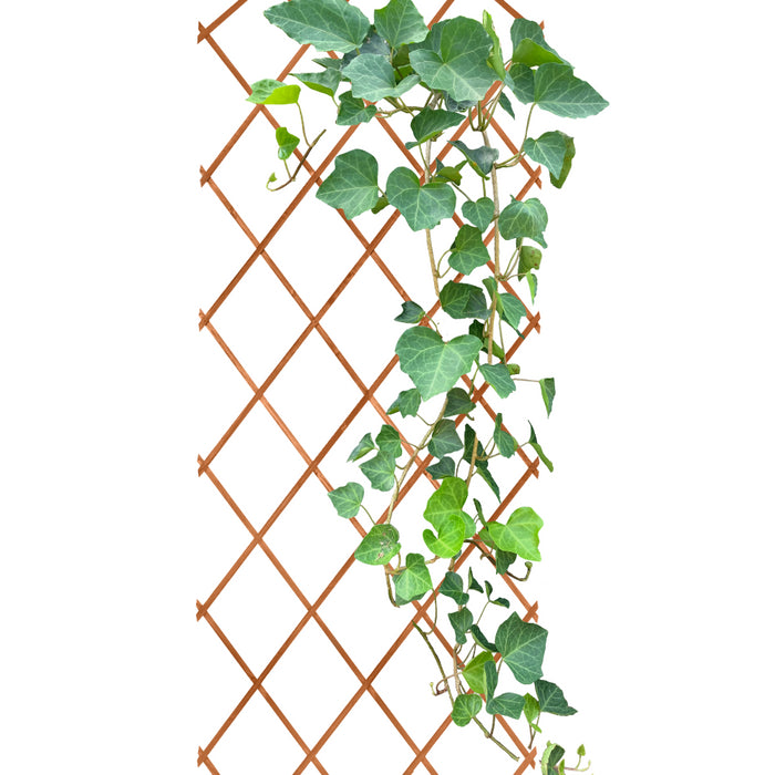 31a29f02-7a63-42b3-baa4-81febb744a19-vrijstaandbeeld.jpg (10311464) 