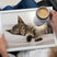 Laptray, Schootdienblad, Kitten, 44 x 34 cm - Creative Tops