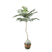 PTMD Tree Green Jacaranda Tree In Pot