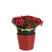 J-line - Rozen+bessen In Pot Cement Plastiek Rood|groen - 20x20x25cm