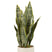 J-line - Plant Sansevieria In Pot Pvc Groen Large - 14x14x49cm