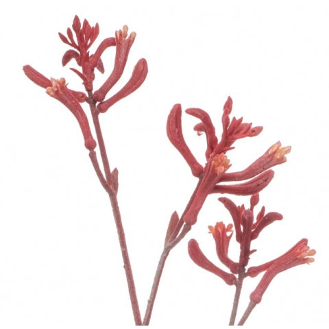 Fleurdirect Kunstbloem Anigozanthos - Roze - Kunststof