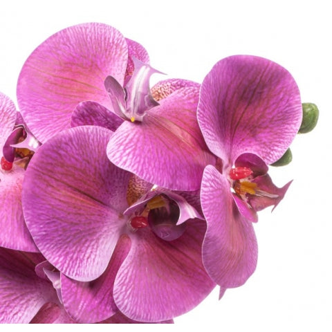 Fleurdirect Kunstbloem Phalaenopsis - Roze - Kunststof