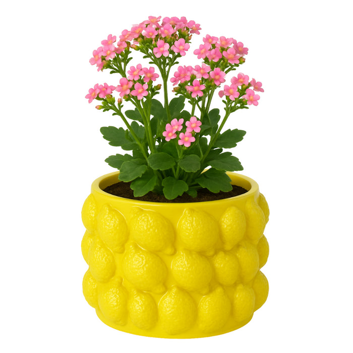 db3ea357-2fb6-4360-8d44-69a081359575-afbeelding3.jpg (10455392) 