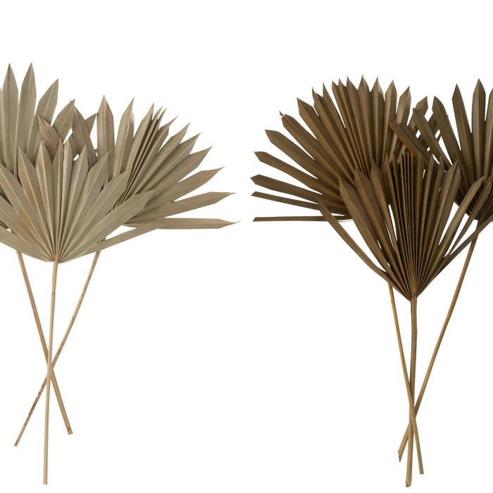 J-Line droogbloemen - gedroogde palmboom Bladeren - groen -