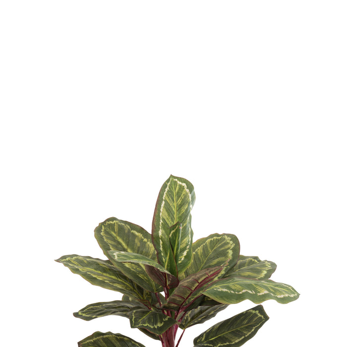 J-Line plant Peacock Plant In Pot - kunststof - groen