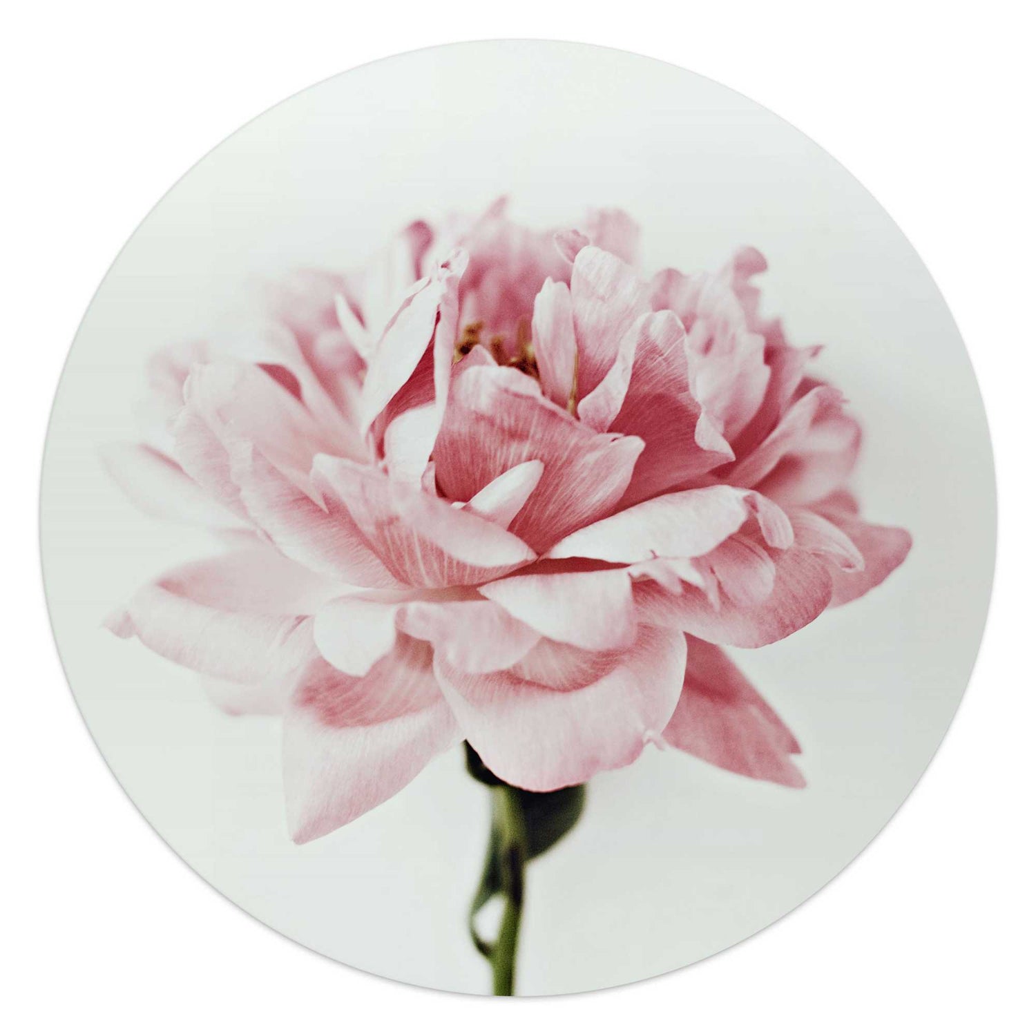 Reinders - Pioenroos - Glasschilderij Ø 50 cm - Roze