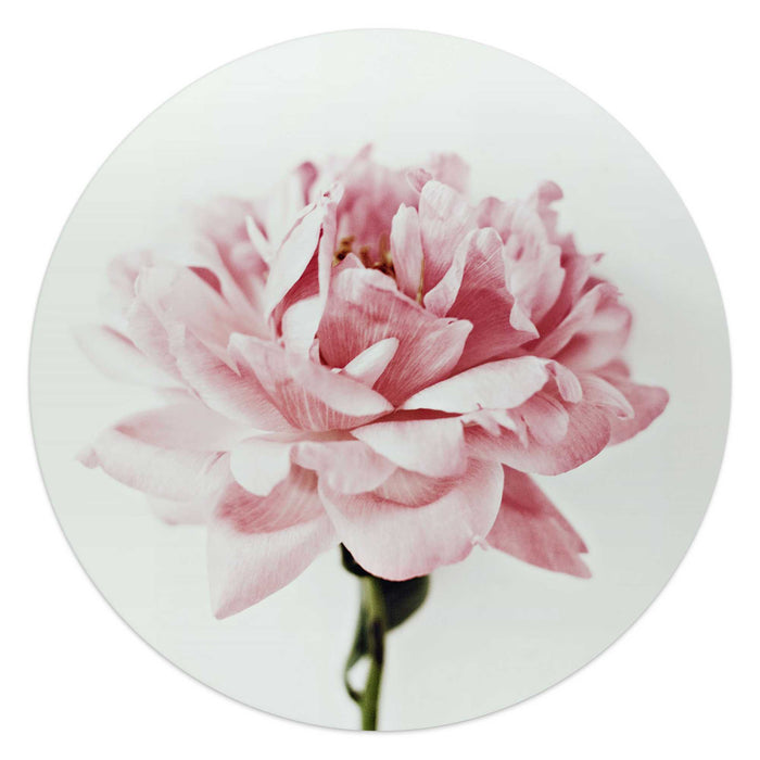 Reinders - Pioenroos - Glasschilderij Ø 50 cm - Roze