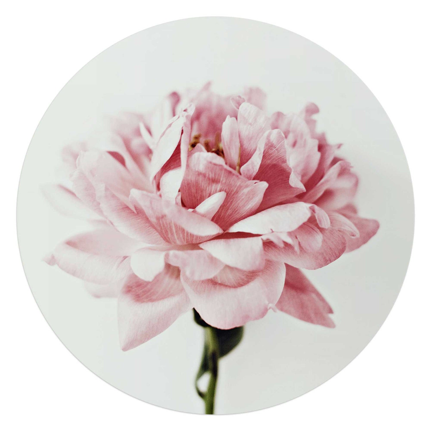 Reinders - Pioenroos - Glasschilderij Ø 70 cm - Roze