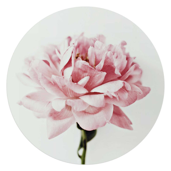 Reinders - Pioenroos - Glasschilderij Ø 70 cm - Roze