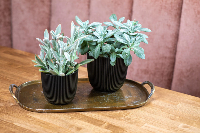 Capi Europe -  Pot bol Groove 'made with'  - Set M - Textiel zwart