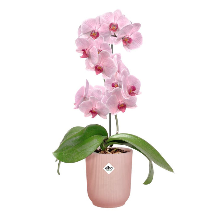 elho Vibes Fold Orchidee Hoog 12,5 - Frosted pink (Roze) - Ø 13 x H 15