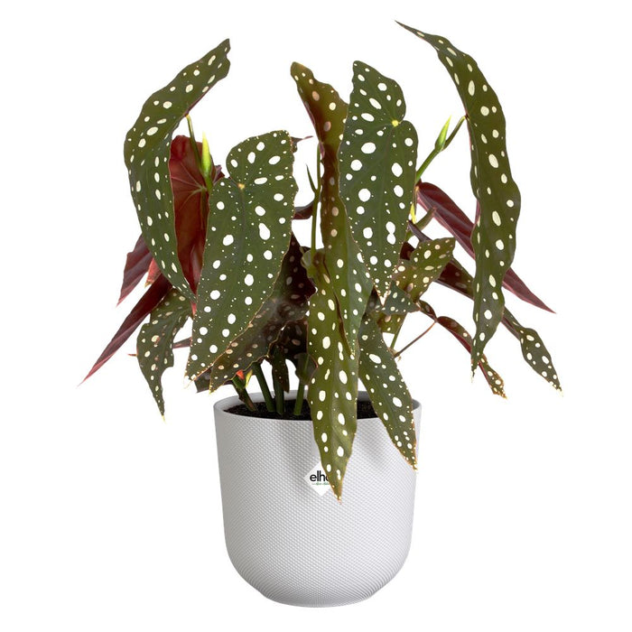 elho Jazz Rond 14 - Zijdewit (Wit) - Ø 14 x H 13 cm - Ideaal voor