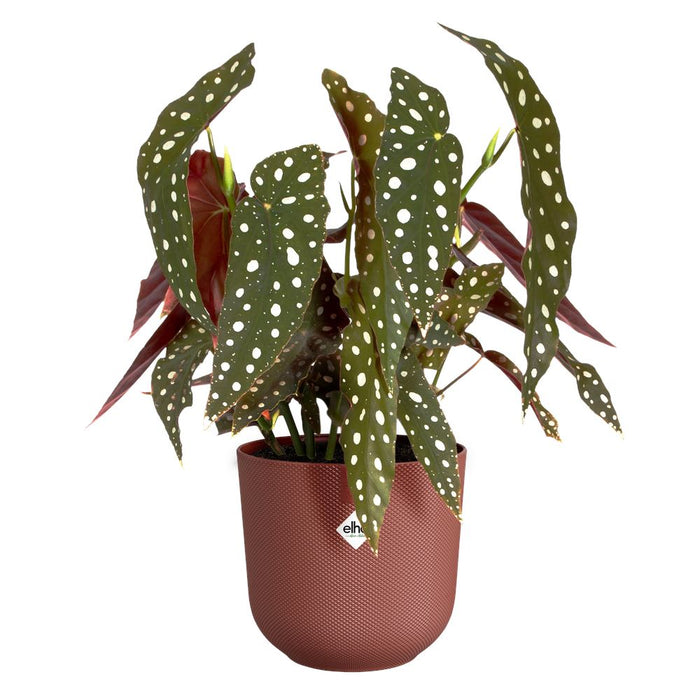 elho Jazz Rond 14 - Toscaans rood (Rood) - Ø 14 x H 13 cm - Ideaal