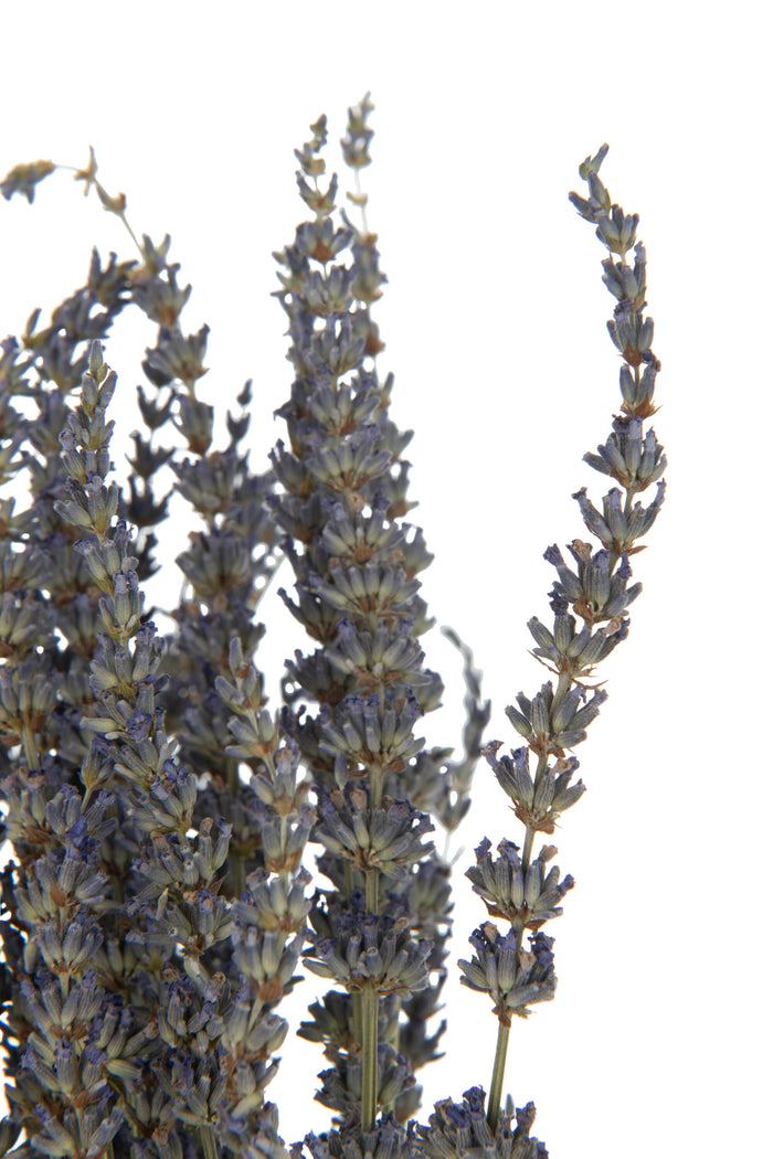 J-Line droogbloemen - Bundel Gedroogde Lavendel - riet - paa