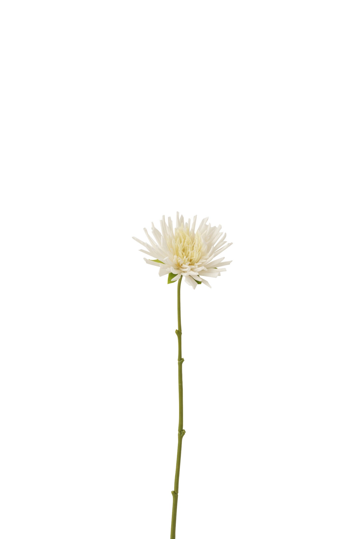 J-Line bloem Chrysant Mini - kunststof - wit - small - 24 stuks
