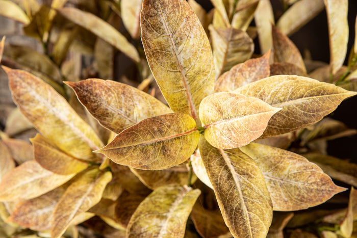 PTMD - Kunstplant Leaves - Bruin - 62x44x102cm