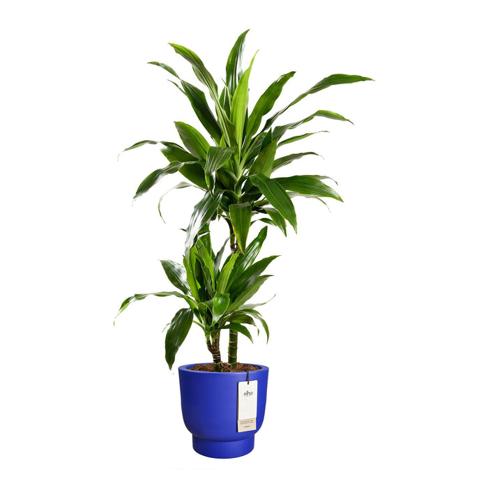 Elho Amber Grail 30 - Royal blue - L 30 x B x H 28 cm - Binnen en Buiten - 100% gerecycled