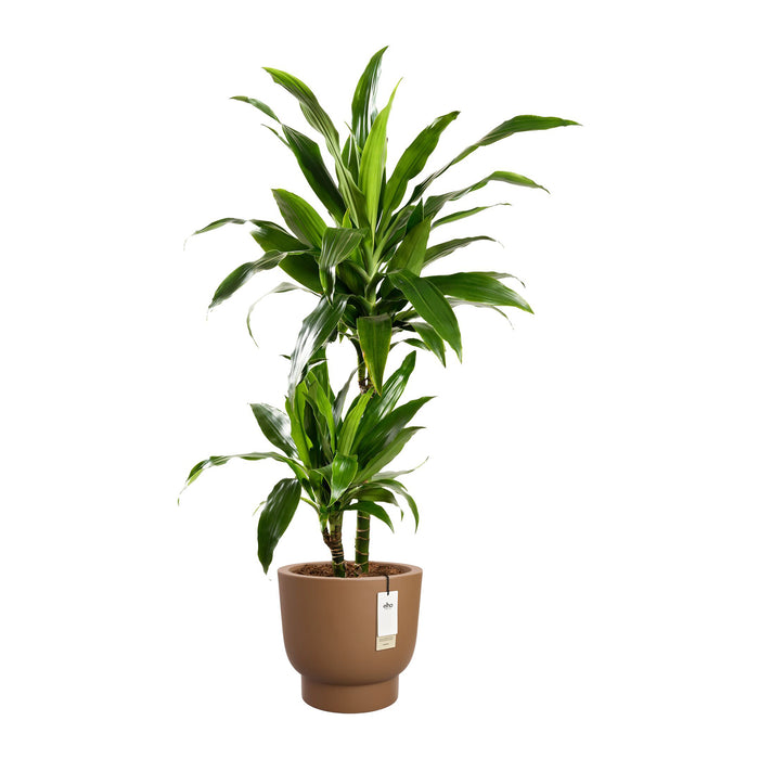 Elho Amber Grail 47 - Karamel - Ø 47 x H 45 cm - Binnen en Buiten - 100% gerecycled