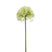 Fleurdirect Kunstbloem Allium - Groen - Polyester - 0x62x0cm (BxHxD)