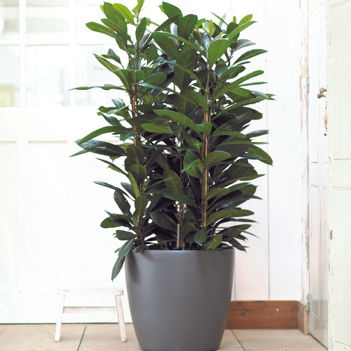 elho Brussels Bloempot op Wielen 47 cm