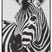 J-Line wanddecoratie Zebra - canvas - zwart|wit
