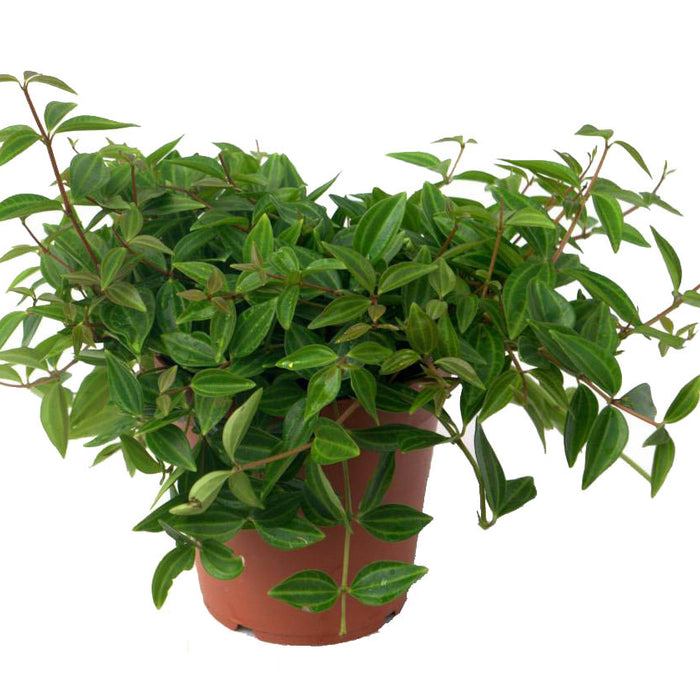 Fleur.nl | Peperomia Angulata Rocca Scuro | Vetplant Peperomia