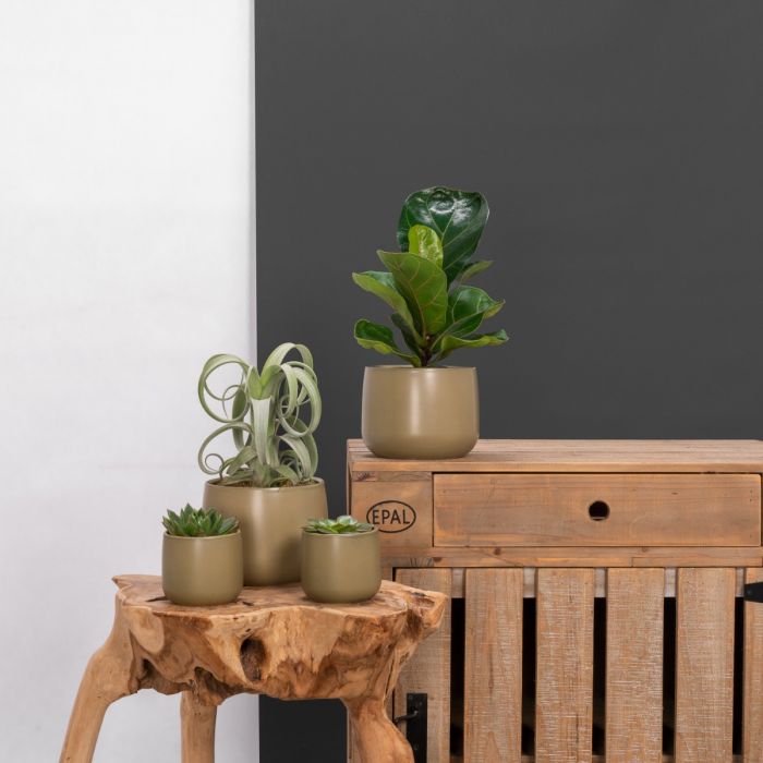 Plantenset Kodi Small Groen