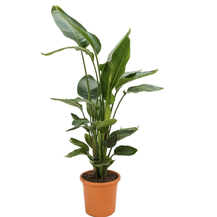 Fleur.nl | Strelitzia Nicolai M | Paradijsvogelplant