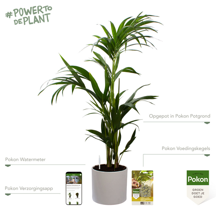 Pokon Kentia Palm incl. watermeter en voeding in Pot Wit ↕110 cm