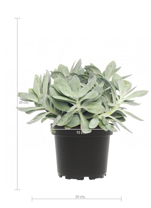 Fleurdirect Mountain Fire Kruiskruid Light