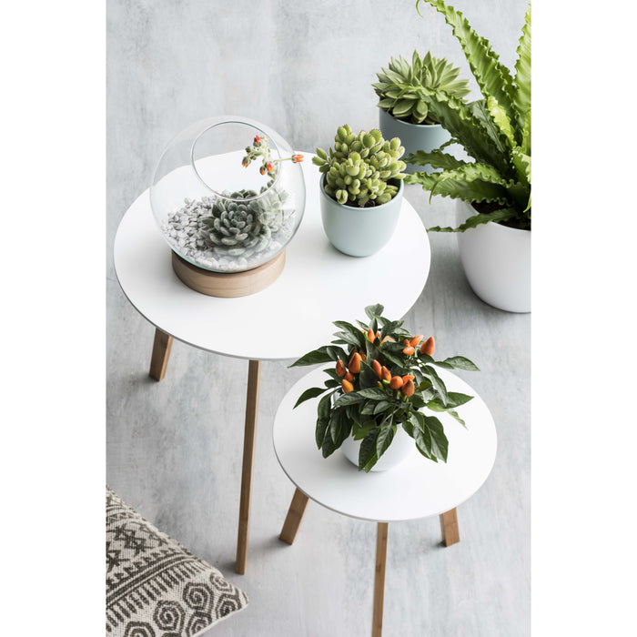 Mica Decorations Asplenium Kunstplant in Bloempot H54 cm