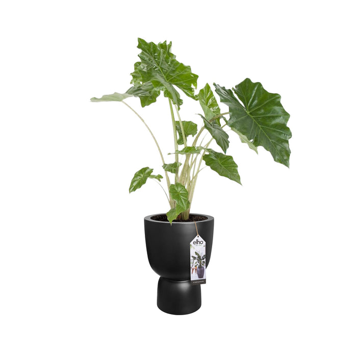 elho Pure Coupe Bloempot Ø 35 cm