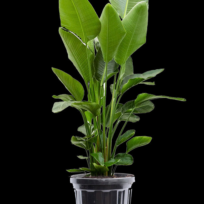 0c7b238b-eec1-4af0-894f-ade4af5d69c9-afbeelding3.jpg (1782584) 