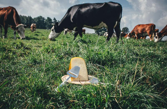 Kaasmessen set Delfts Blauw - Boska