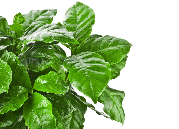 Bloomique - Koffieplant - Coffea Arabica - ⌀ 12 cm - ↕ 25 cm