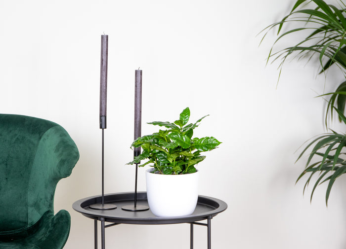 Bloomique - Koffieplant - Coffea Arabica - ⌀ 12 cm - ↕ 25 cm