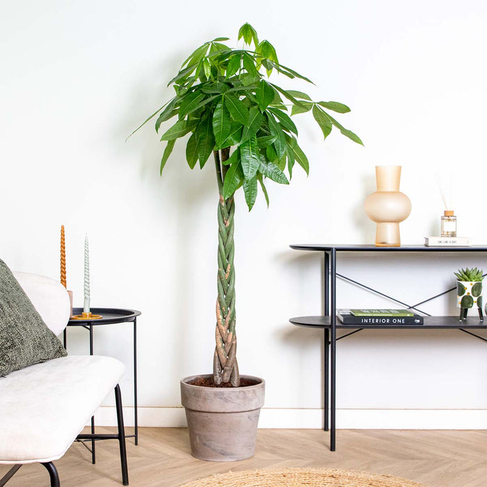 Bloomique - Pachira Aquatica - Geldboom - ⌀27 cm - ↕130-140 cm