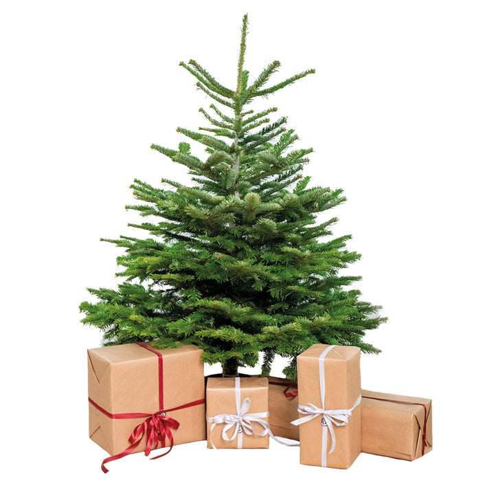 Bloomique - Echte Nordmann Kerstboom -Gezaagd Zonder Kluit - 140-150