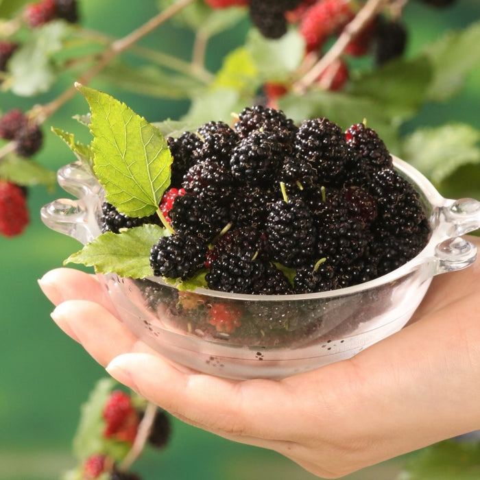 Bloomique - Morus Mojo Berrie P13H15