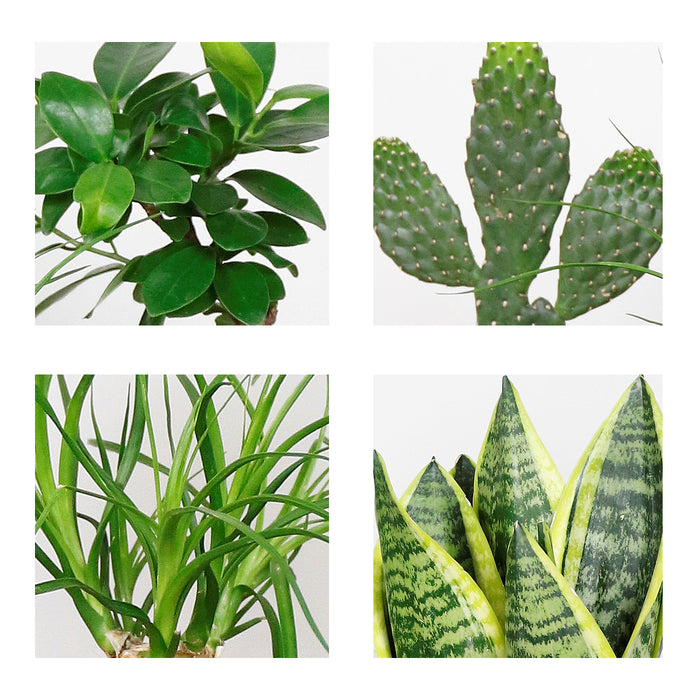 Bloomique - 4x Tropische Kamerplanten Mix - ⌀12 cm - ↕ 25-45 cm