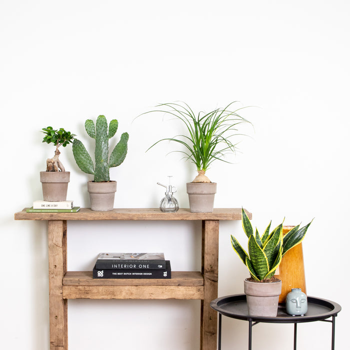 Bloomique - 4x Tropische Kamerplanten Mix - ⌀12 cm - ↕ 25-45 cm