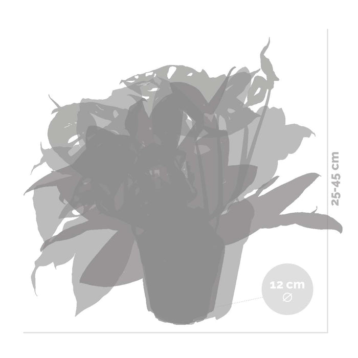 Bloomique - 4x Tropische Kamerplanten Mix - ⌀12 cm - ↕ 25-45 cm