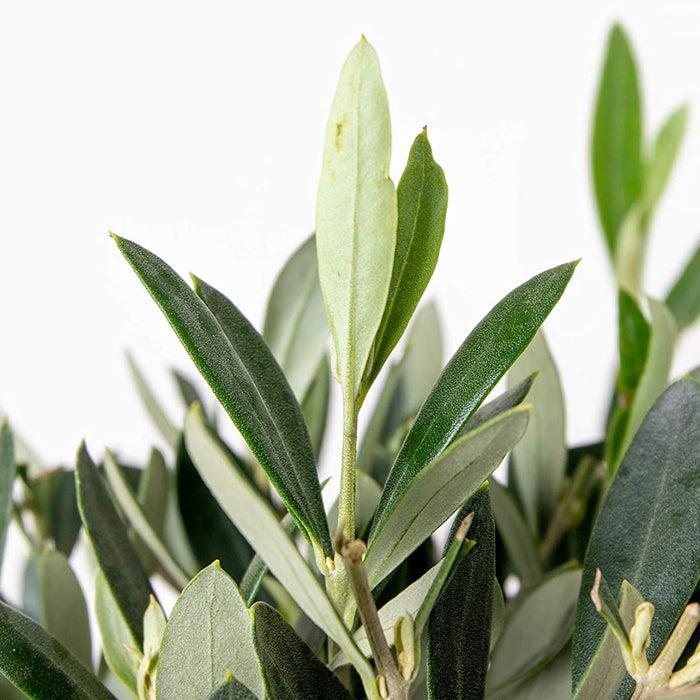 Bloomique - 2x Olea europaea - Olijfboom - ⌀14 cm - ↕20-30 cm