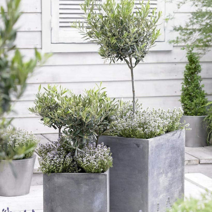 Bloomique - 2x Olea europaea - Olijfboom - ⌀14 cm - ↕20-30 cm