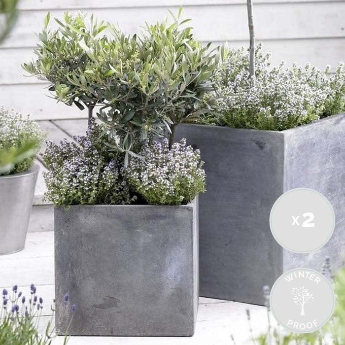 Bloomique - 2x Olea europaea - Olijfboom - ⌀14 cm - ↕20-30 cm