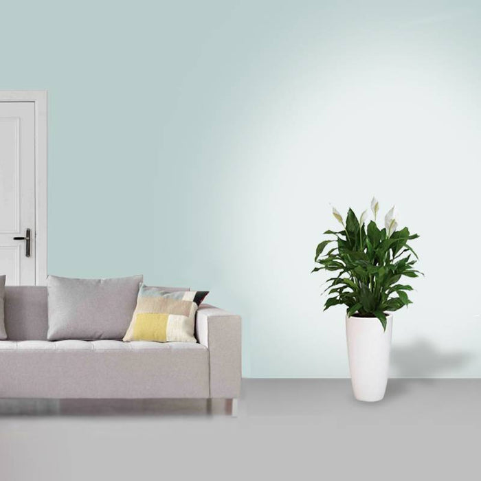 Fleurdirect Lepelplant large in Elho pot